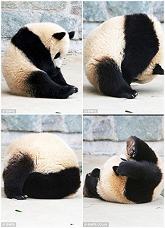 0000021-panda-who-did-a-roly-poly-in-his-sleep-01-320