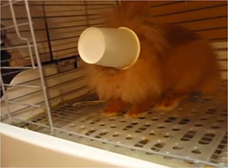 0000155-rabbit-takes-cup-to-eat-01-320