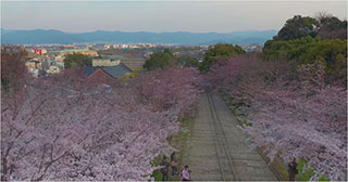 00006628-japan-cherry-blossoms-02-320